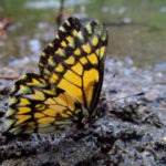 mariposa Catasticta lycurgus