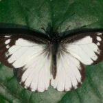 mariposa de colombia