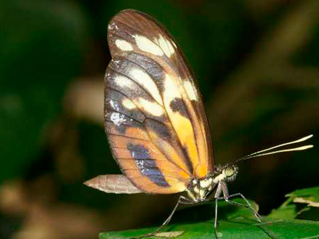 Mariposa Dismorphia amphione