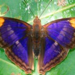 mariposa colombiana