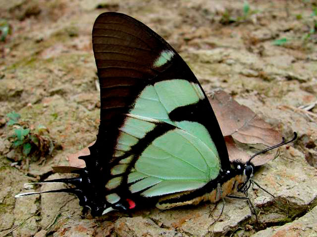Mariposa Eurytides callias