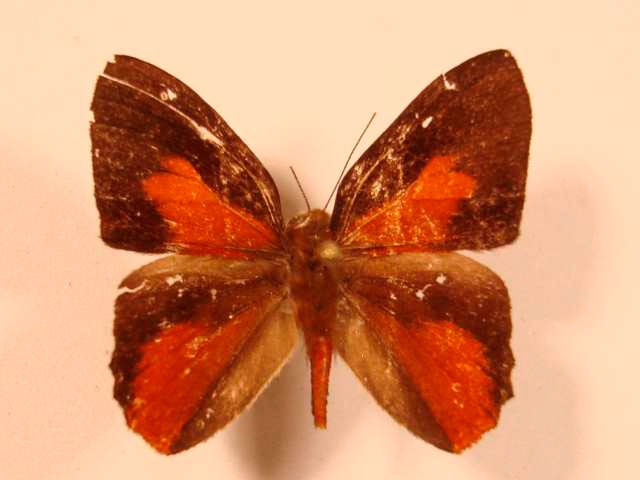 Mariposa Euselasia amphidecta