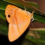 mariposa de colombia