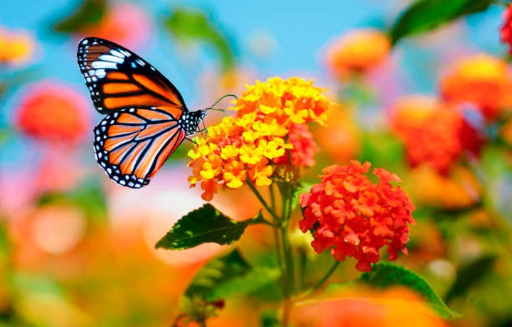 12 consejos para las mejores fotos de mariposas